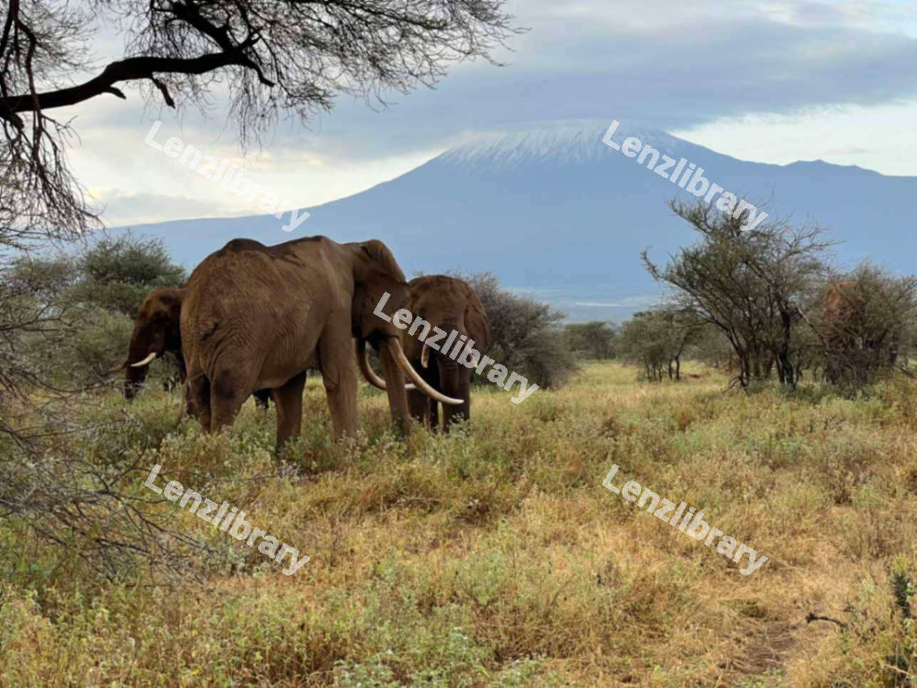 Elephants eating grass